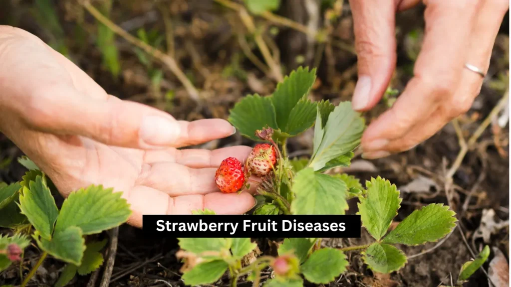 Strawberry Fruit Diseases