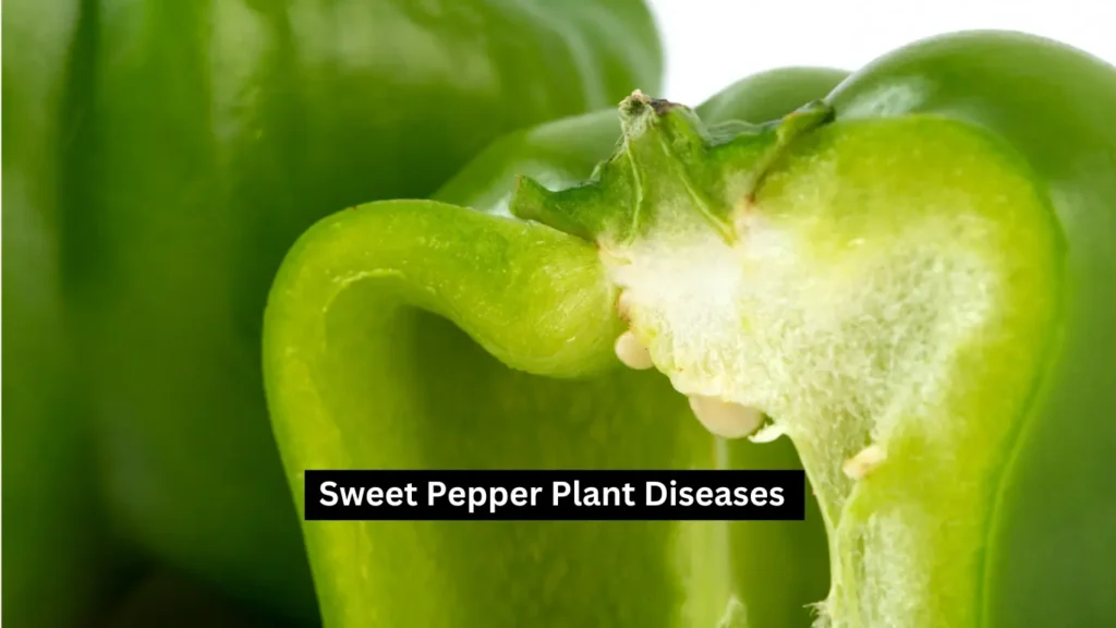Sweet Pepper Plant Diseases