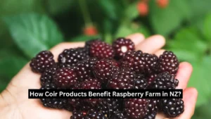 How Coir Products Benefit Raspberry Farm in NZ