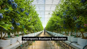 Hydroponic Blueberry Farming