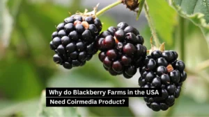 Why do Blackberry Farms in the USA Need Coirmedia Products