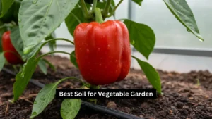 Best Soil for Vegetable Garden