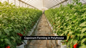 Capsicum Farming in Polyhouse