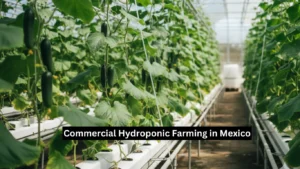 Commercial Hydroponic Farming in Mexico