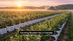 Farming Blueberries in Canada