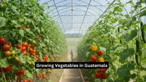 Growing Vegetables in Guatemala