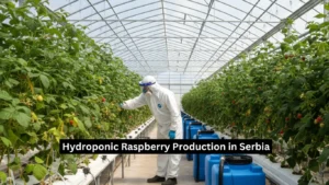 Hydroponic Raspberry Production in Serbia