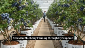 Peruvian Blueberry Farming through Hydroponic
