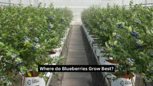 Where do Blueberries Grow Best