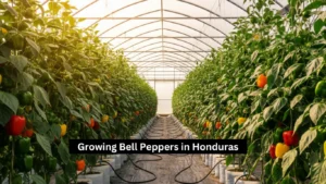 Growing Bell Peppers in Honduras