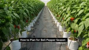 How to Plan for Bell Pepper Season in Morocco