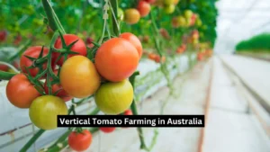 Vertical Tomato Farming in Australia