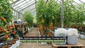 NL hydroponics farmer says Trump tariffs make improving food security essential