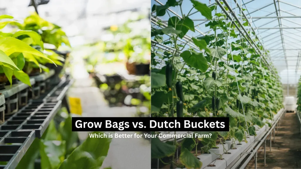 Grow Bags vs. Dutch Buckets