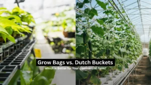 Grow Bags vs. Dutch Buckets