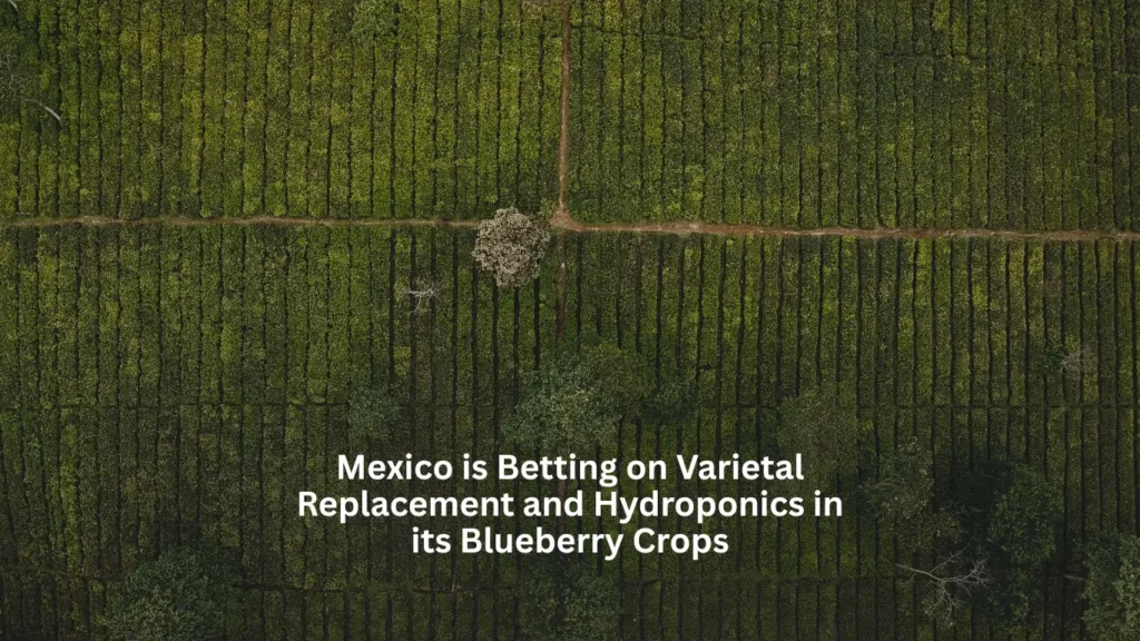Mexico is betting on varietal replacement and hydroponics in its blueberry crops