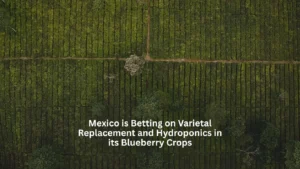Mexico is betting on varietal replacement and hydroponics in its blueberry crops
