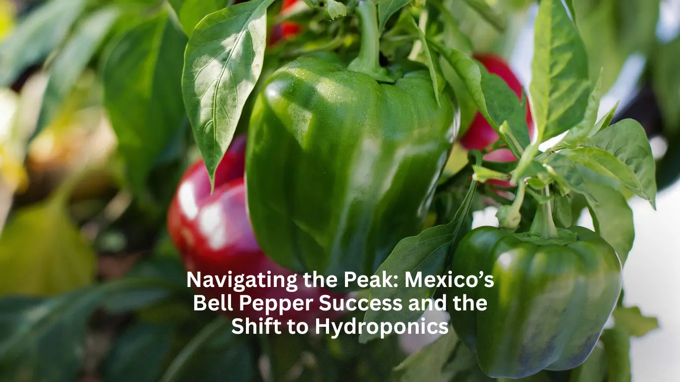Navigating the Peak: Mexico’s Bell Pepper Success and the Shift to Hydroponics