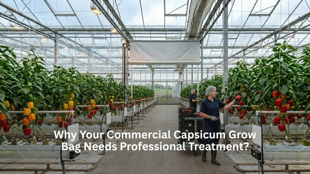 Why Your Commercial Capsicum Grow Bag Needs Professional Treatment