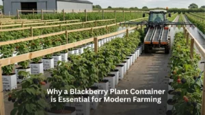 Why a Blackberry Plant Container is Essential for Modern Farming