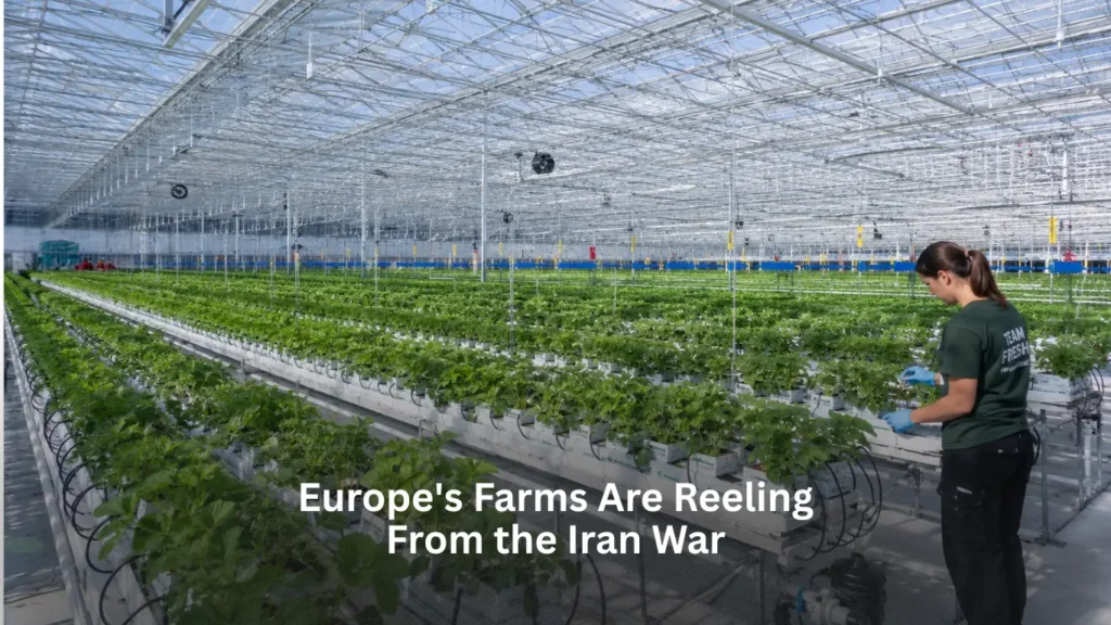 Europe's Farms Are Reeling From the Iran War