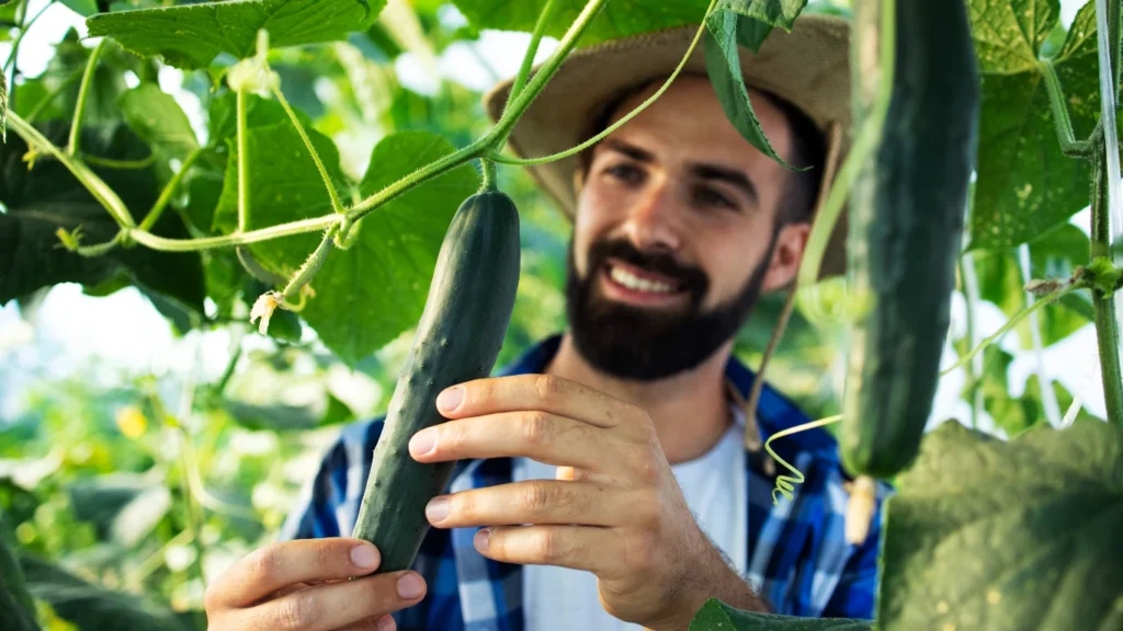Temperature and Humidity for Greenhouse Cucumber Farming