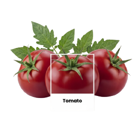 tomoto
