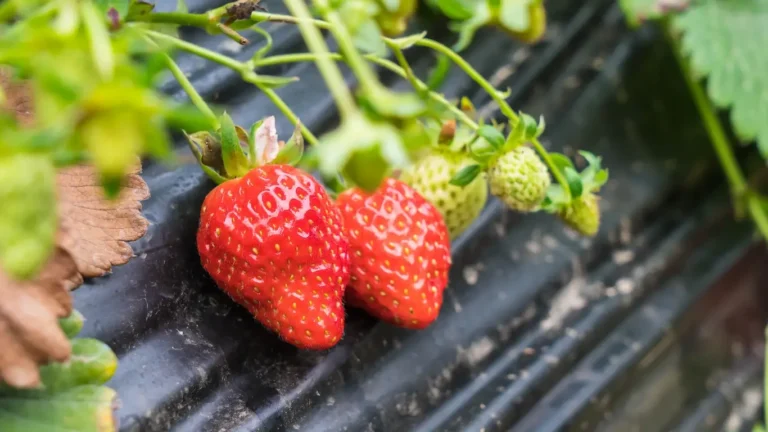 ways to improve the flavour of fresh strawberries