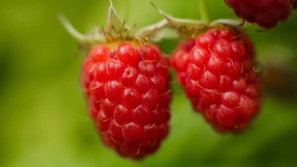 How to Select Your Substrate For Raspberries