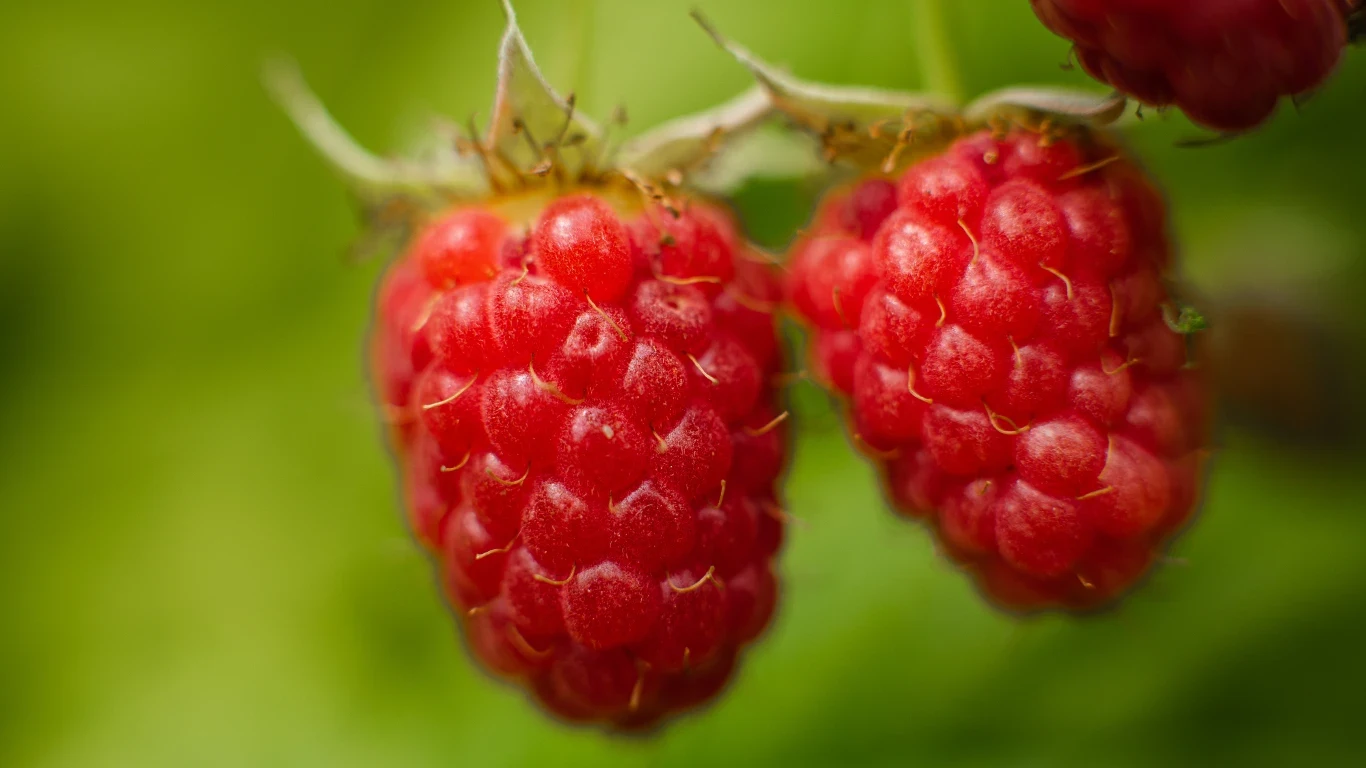 How to Select Your Substrate For Raspberries