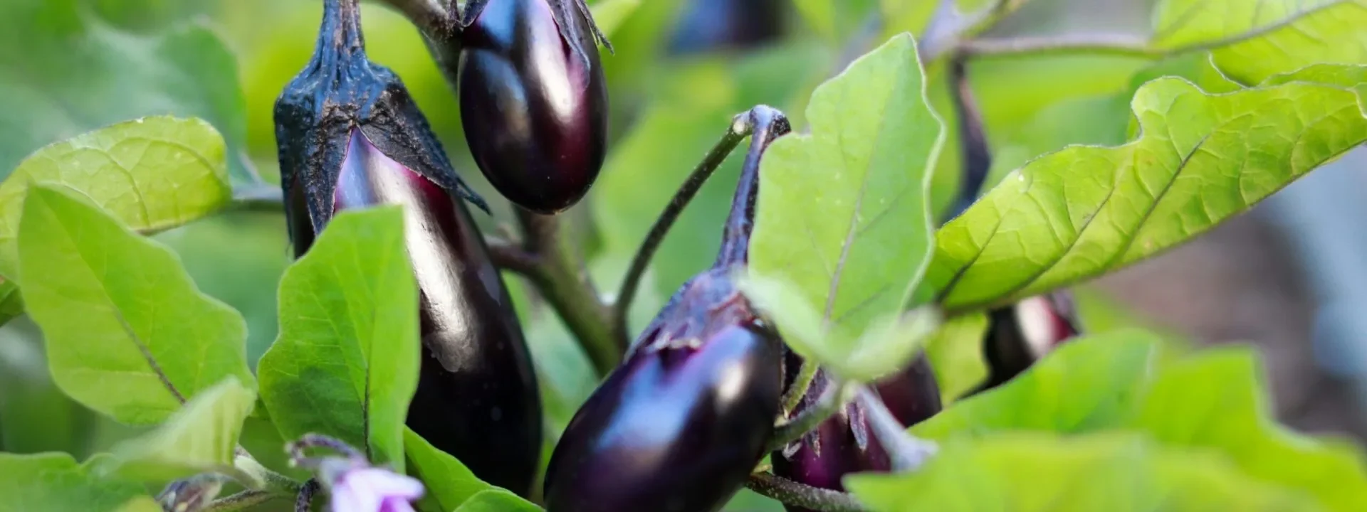 Aubergine Farming