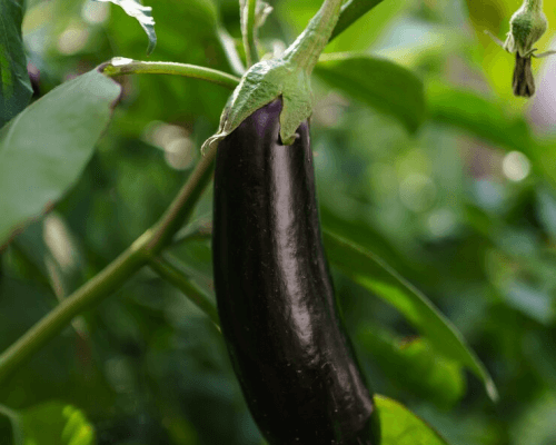 Aubergine Farming