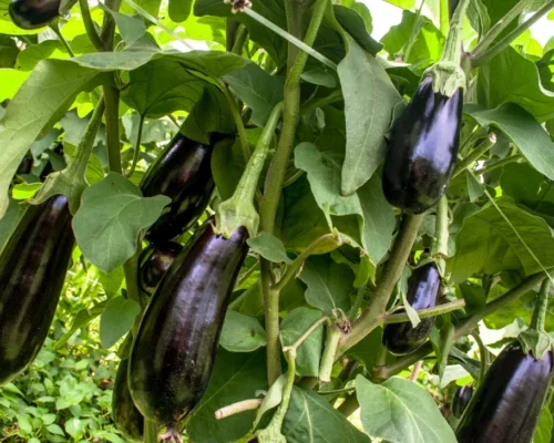 Aubergine Farming