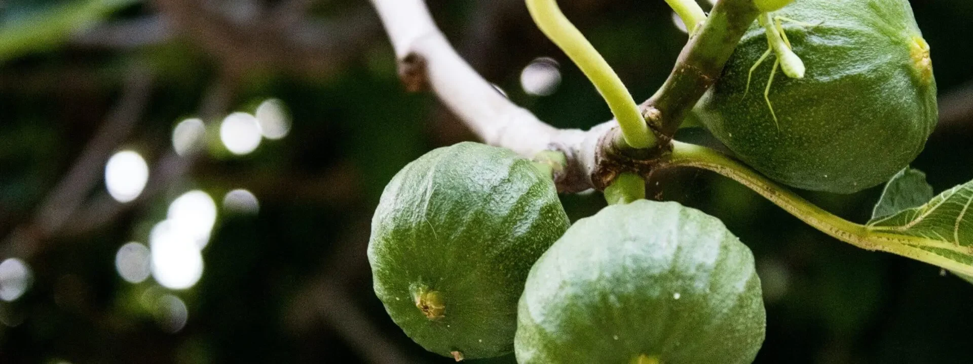 Fig Farming