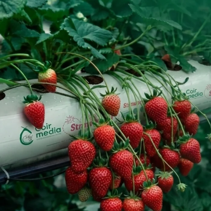 Grow Bags Wholesale Online