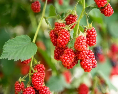 Raspberry Farming