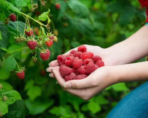 Raspberry Farming