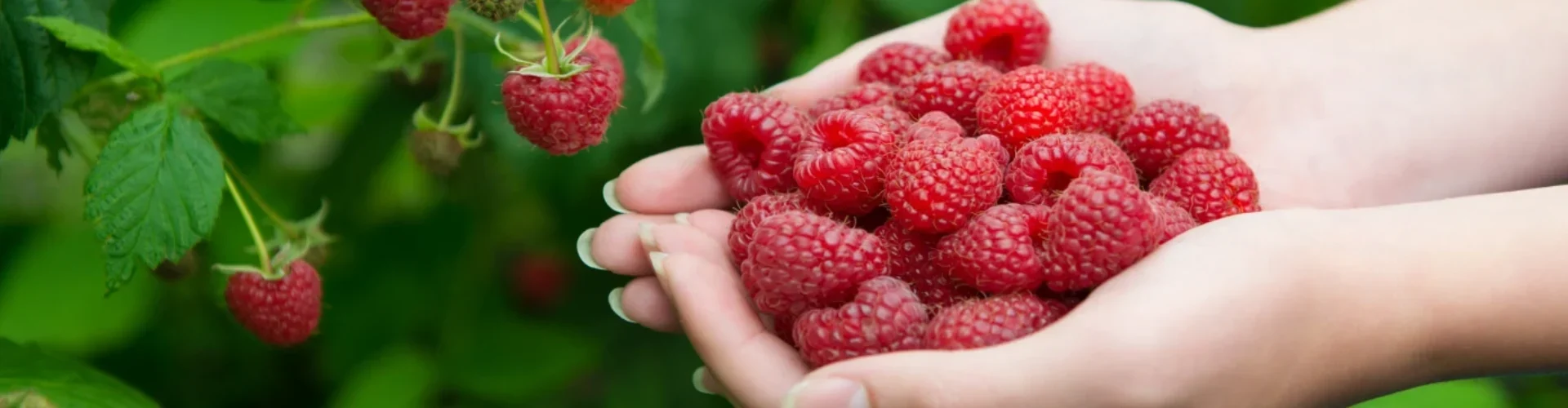 Raspberry Farming