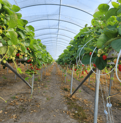 Strawberry Farming