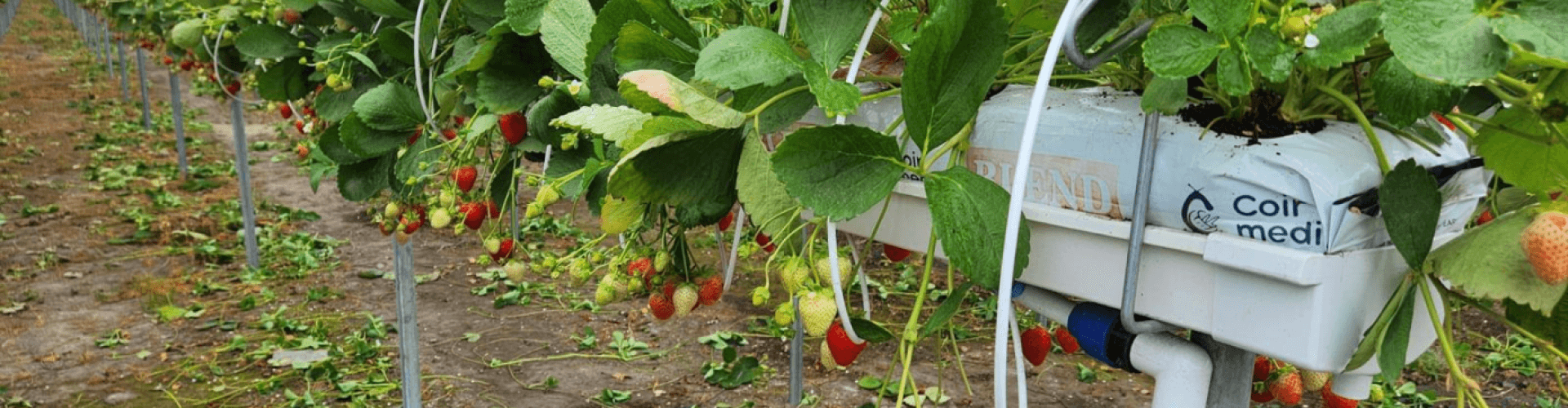 Strawberry Grow Bag (3)