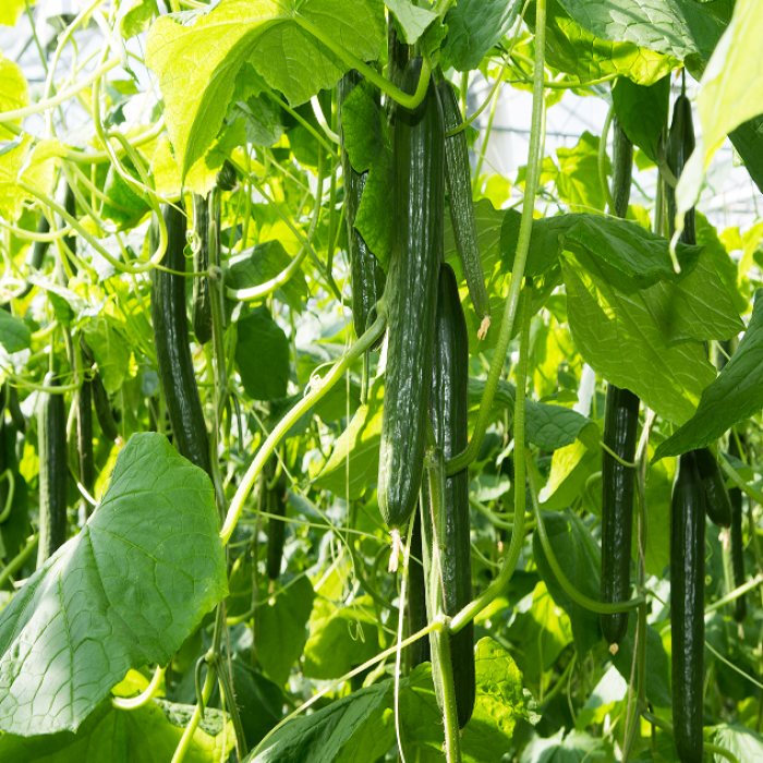 Coco Coir Suppliers in New Zealand